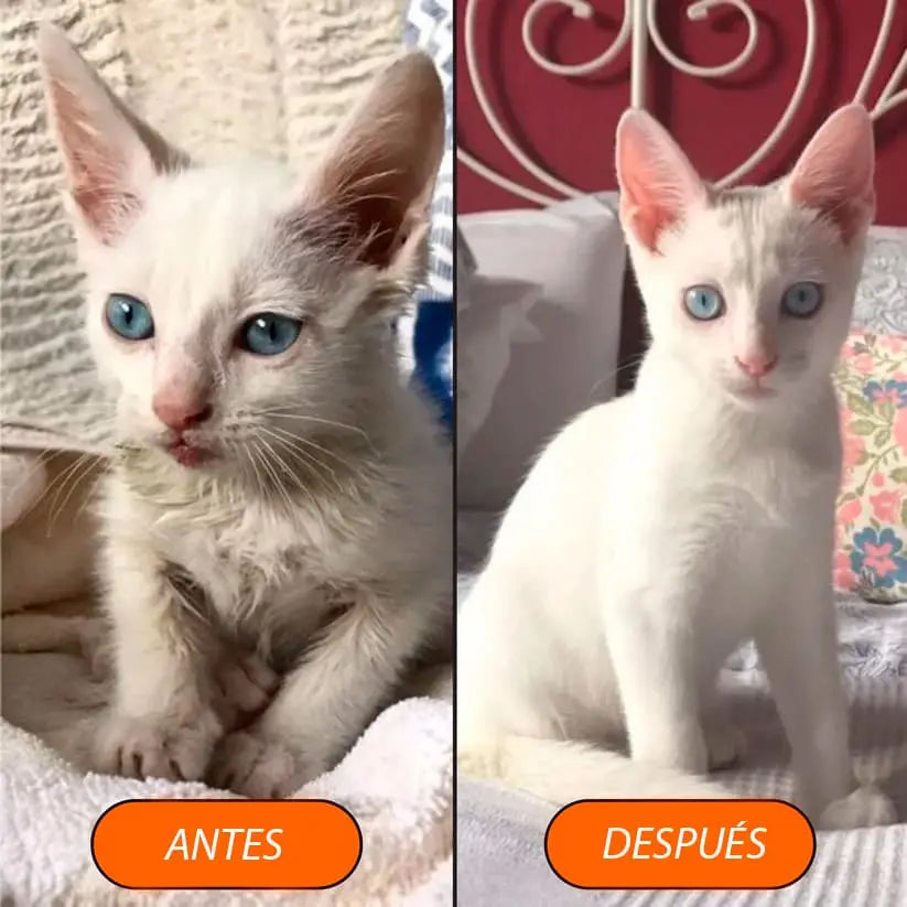 MascotaVapor 4 en 1© 🐶🐱 (ver descripción)